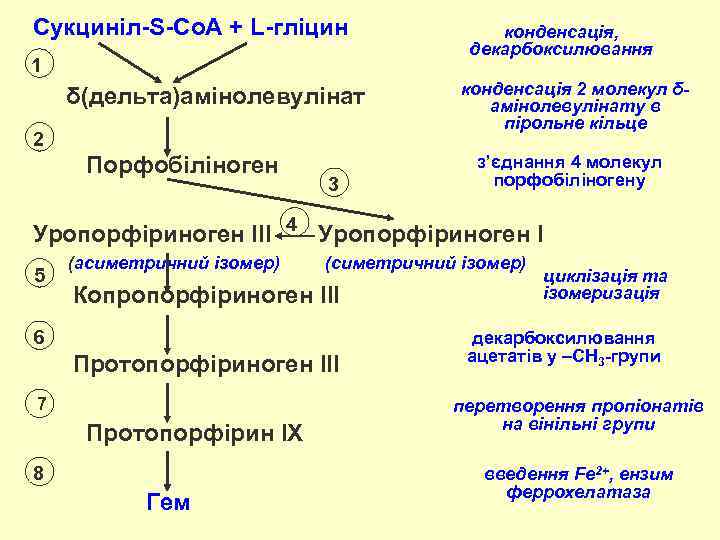 Сукциніл-S-Со. А + L-гліцин 1 δ(дельта)амінолевулінат 2 Порфобіліноген 3 конденсація, декарбоксилювання конденсація 2 молекул