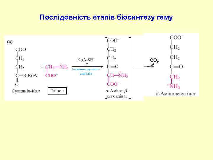 Послідовність етапів біосинтезу гему СО 2 