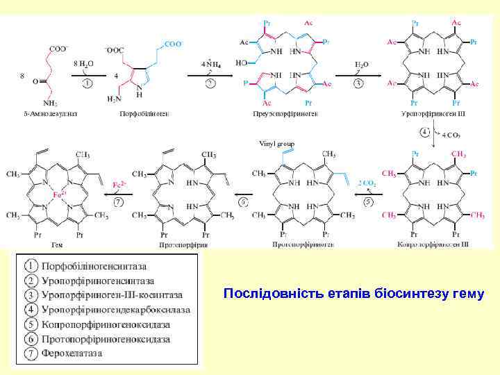 Послідовність етапів біосинтезу гему 