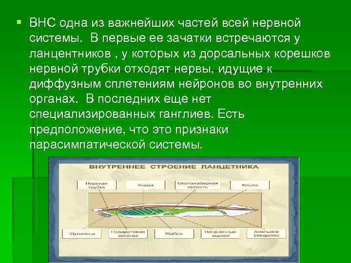 § ВНС одна из важнейших частей всей нервной системы. В первые ее зачатки встречаются