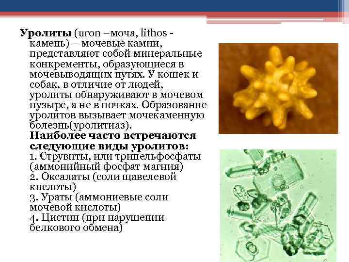 Уролиты (uron –моча, lithos - камень) – мочевые камни, представляют собой минеральные конкременты, образующиеся