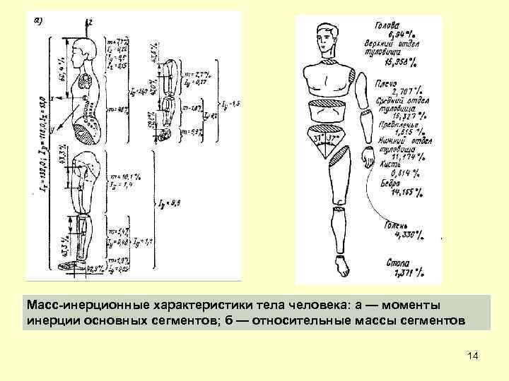 Масс-инерционные характеристики тела человека: а — моменты инерции основных сегментов; б — относительные массы