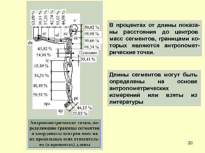 Сегменты границы. Антропометрические точки. Антропометрические точки определение. Антропометрические точки границы сегментов. Определение длин сегментов человека.