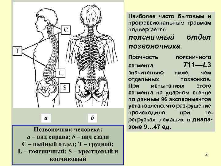 Прочность позвоночника. Биомеханика позвоночника. Биомеханика поясничного отдела позвоночника. Биомеханика позвонка позвонок. Биомеханика здоровой поясницы.