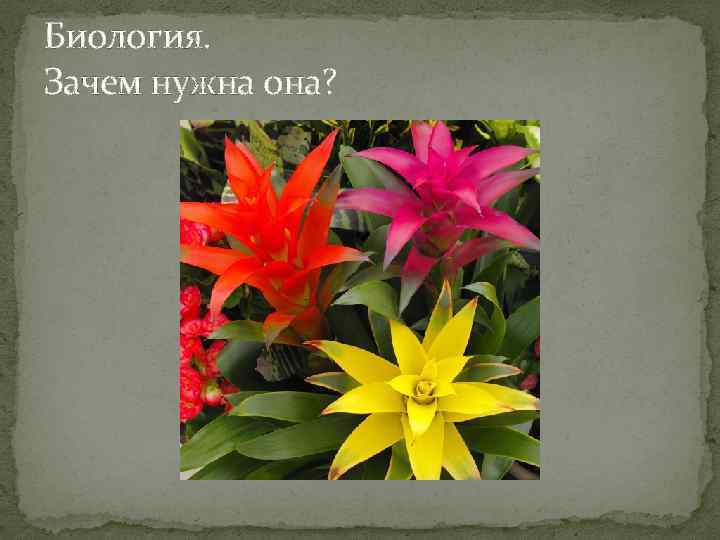 Биология. Зачем нужна она? 