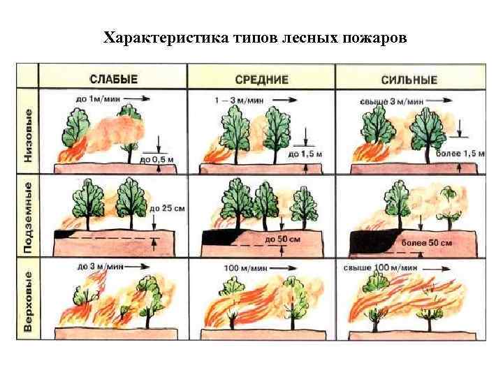 Характеристика типов лесных пожаров 