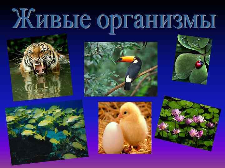 Признаки и условия существования жизни 