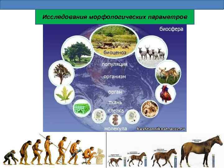 Исследования морфологических параметров 