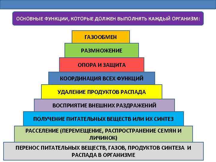 ОСНОВНЫЕ ФУНКЦИИ, КОТОРЫЕ ДОЛЖЕН ВЫПОЛНЯТЬ КАЖДЫЙ ОРГАНИЗМ: ГАЗООБМЕН РАЗМНОЖЕНИЕ ОПОРА И ЗАЩИТА КООРДИНАЦИЯ ВСЕХ