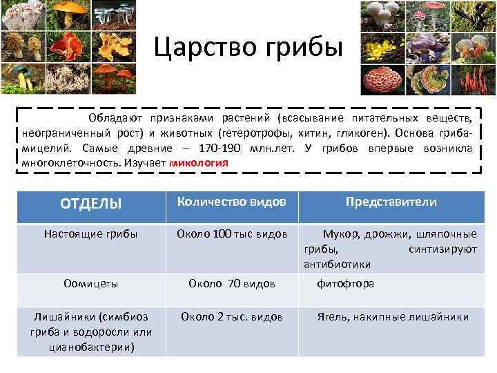 Царство грибы Обладают признаками растений (всасывание питательных веществ, неограниченный рост) и животных (гетеротрофы, хитин,