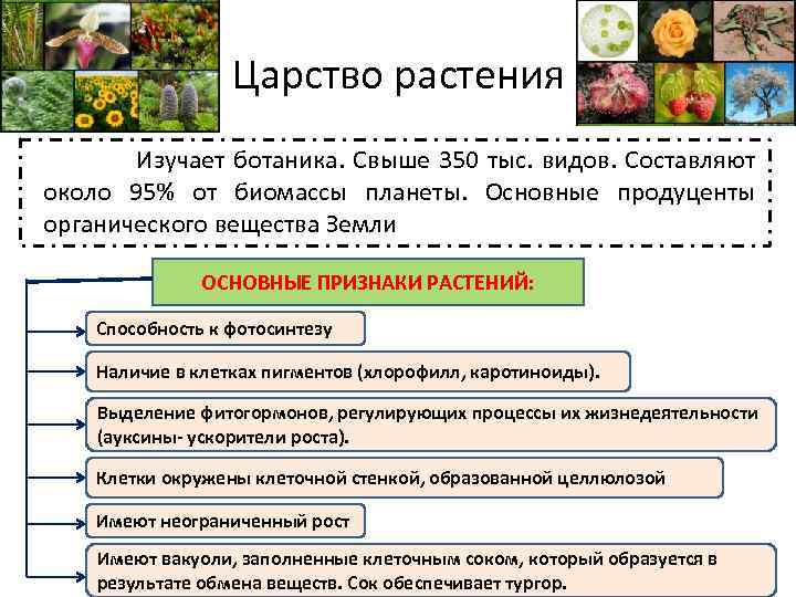 Царство растения Изучает ботаника. Свыше 350 тыс. видов. Составляют около 95% от биомассы планеты.