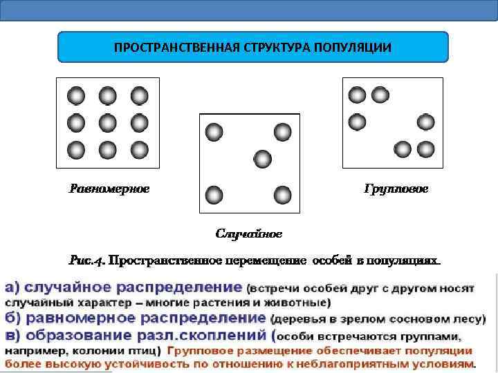 ПРОСТРАНСТВЕННАЯ СТРУКТУРА ПОПУЛЯЦИИ 