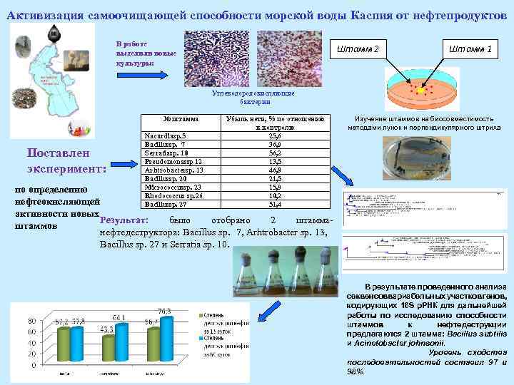 Активизация самоочищающей способности морской воды Каспия от нефтепродуктов В работе выделили новые культуры: Штамм