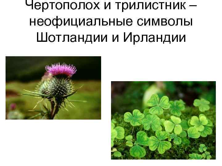 Чертополох и трилистник – неофициальные символы Шотландии и Ирландии 