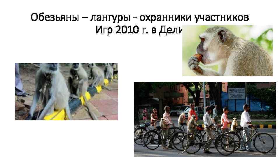 Обезьяны – лангуры - охранники участников Игр 2010 г. в Дели 