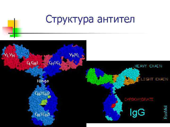 Структура антител 