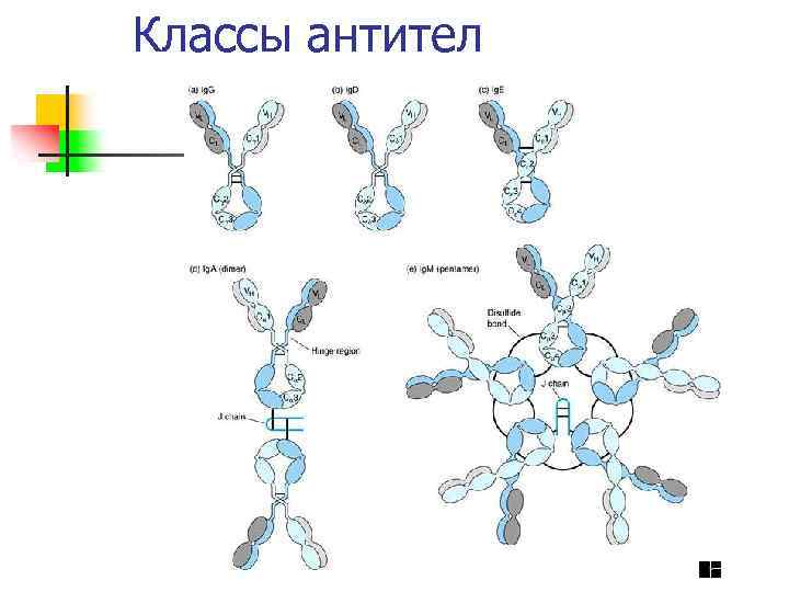 Классы антител 