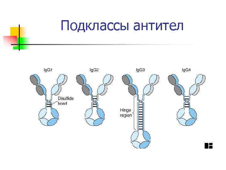 Подклассы антител 