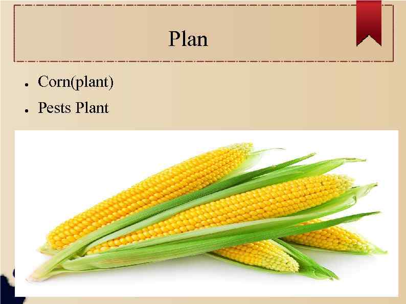 Plan ● Corn(plant) ● Pests Plant 