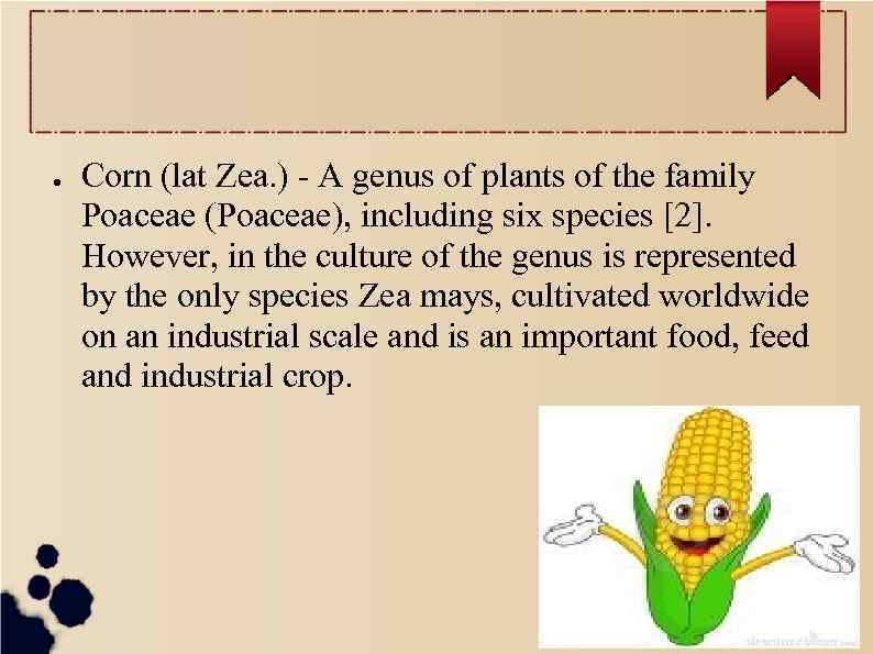 ● Corn (lat Zea. ) - A genus of plants of the family Poaceae
