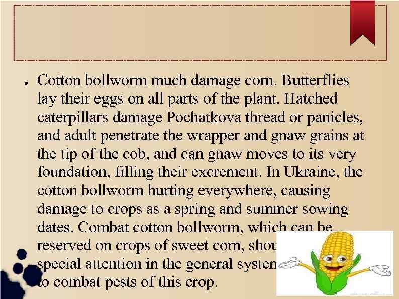 ● Cotton bollworm much damage corn. Butterflies lay their eggs on all parts of
