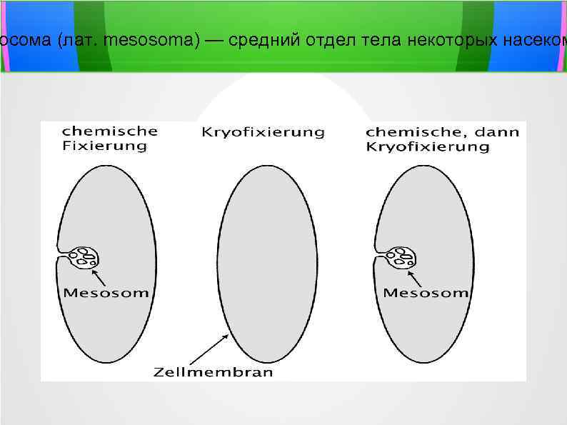 осома (лат. mesosoma) — средний отдел тела некоторых насеком 