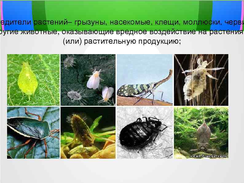 редители растений– грызуны, насекомые, клещи, моллюски, черви ругие животные, оказывающие вредное воздействие на растения