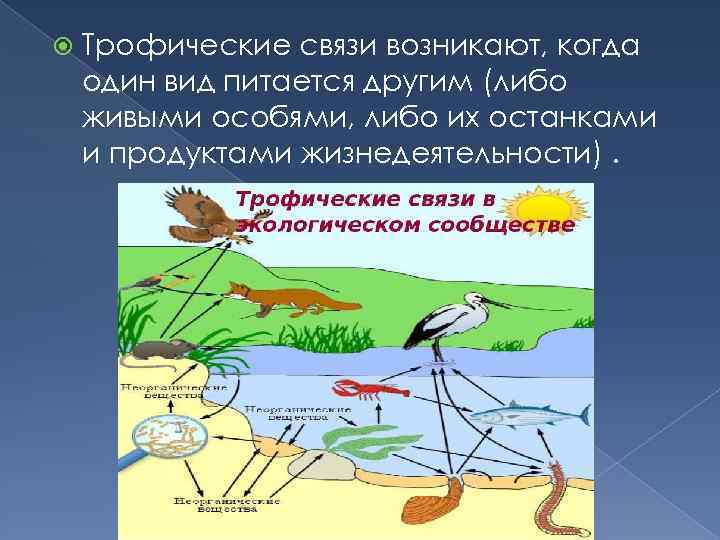  Трофические связи возникают, когда один вид питается другим (либо живыми особями, либо их