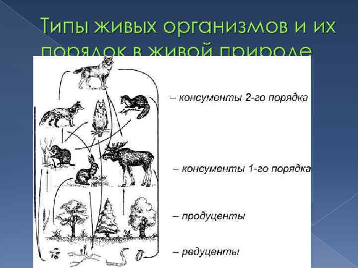Типы живых организмов и их порядок в живой природе 