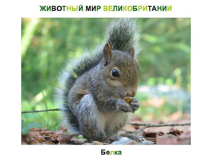 ЖИВОТНЫЙ МИР ВЕЛИКОБРИТАНИИ Белка 