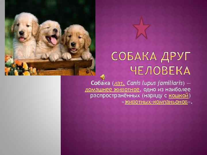 Соба ка (лат. Canis lupus familiaris) — домашнее животное, одно из наиболее распространённых (наряду