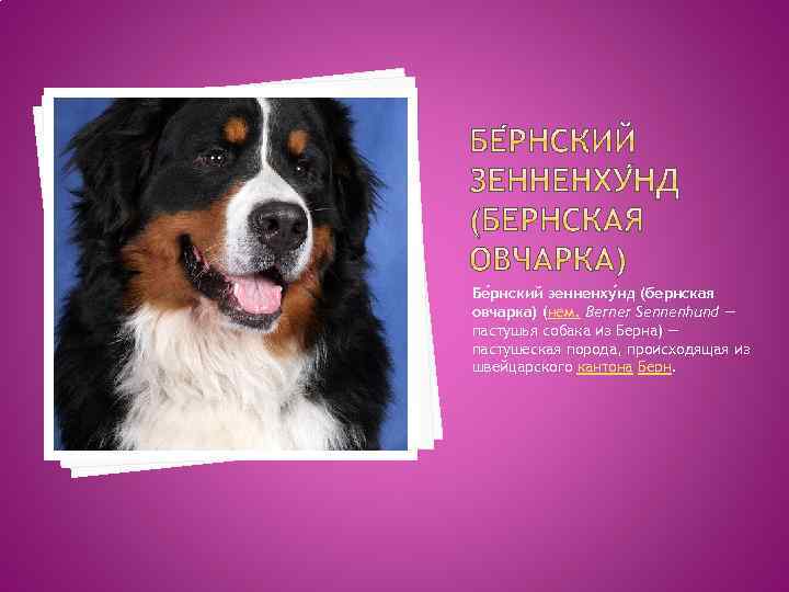 Бе рнский зенненху нд (бернская овчарка) (нем. Berner Sennenhund — пастушья собака из Берна)