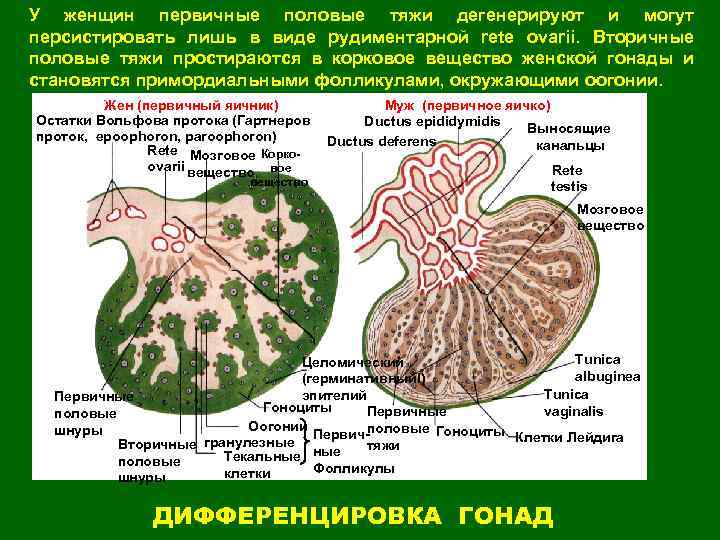 Опухоли стромы тяжа