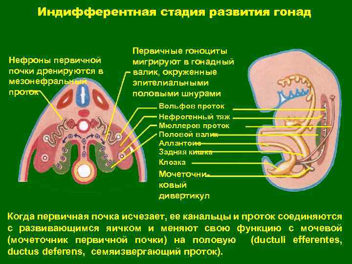 Индифферентная стадия развития гонад Нефроны первичной почки дренируются в мезонефральный проток Первичные гоноциты мигрируют
