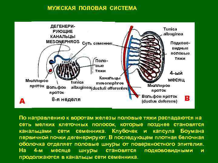 МУЖСКАЯ ПОЛОВАЯ СИСТЕМА ДЕГЕНЕРИРУЮЩИЕ КАНАЛЬЦЫ MESONEPHROS Сеть семенника Половые тяжи Мюллеров проток Вольфов проток
