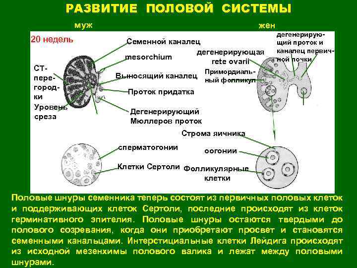 РАЗВИТИЕ ПОЛОВОЙ СИСТЕМЫ муж 20 недель СТперегородки Уровень среза жен Семенной каналец дегенерирующая mesorchium