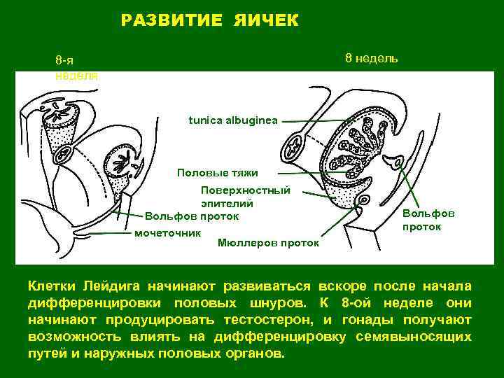 РАЗВИТИЕ ЯИЧЕК 8 недель 8 -я неделя tunica albuginea Половые тяжи Поверхностный эпителий Вольфов