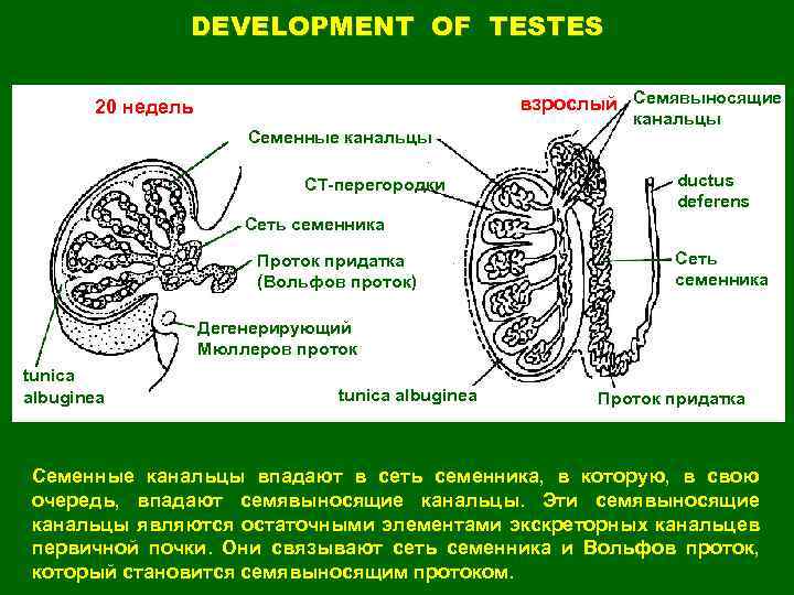 DEVELOPMENT OF TESTES взрослый Семявыносящие 20 недель Семенные канальцы СТ-перегородки канальцы ductus deferens Сеть