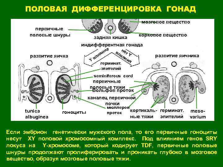 Первичный пол