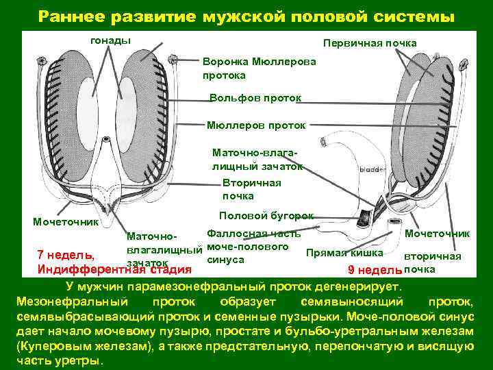 Гонады