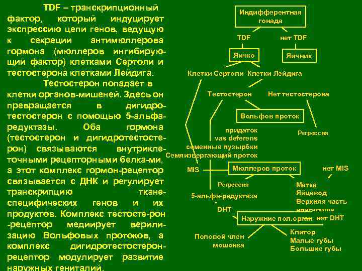 TDF – транскрипционный Индифферентная фактор, который индуцирует гонада экспрессию цепи генов, ведущую TDF нет