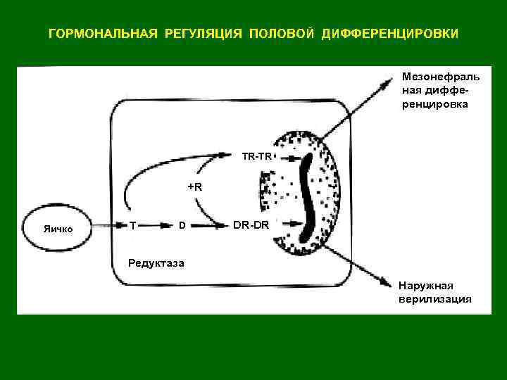 ГОРМОНАЛЬНАЯ РЕГУЛЯЦИЯ ПОЛОВОЙ ДИФФЕРЕНЦИРОВКИ Мезонефраль ная дифференцировка TR-TR +R Яичко T D DR-DR Редуктаза