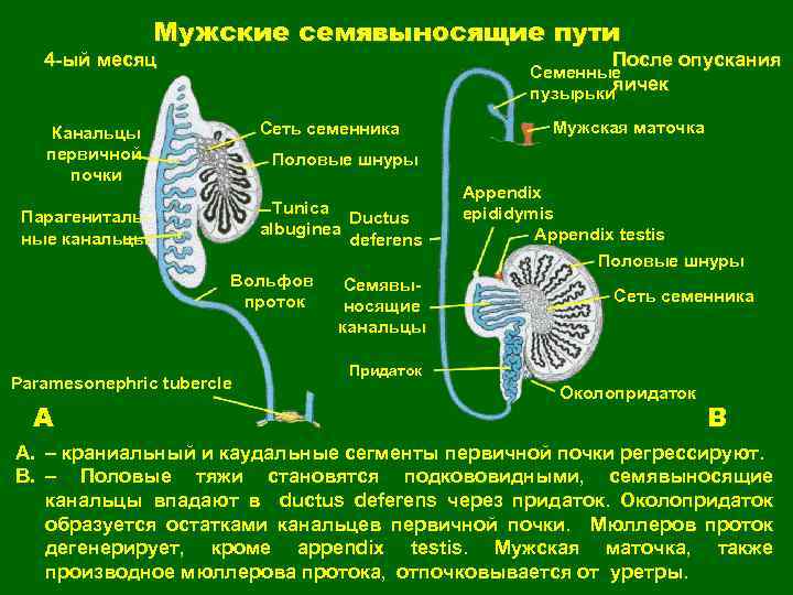Мужские семявыносящие пути 4 -ый месяц После опускания Семенные яичек пузырьки Сеть семенника Канальцы