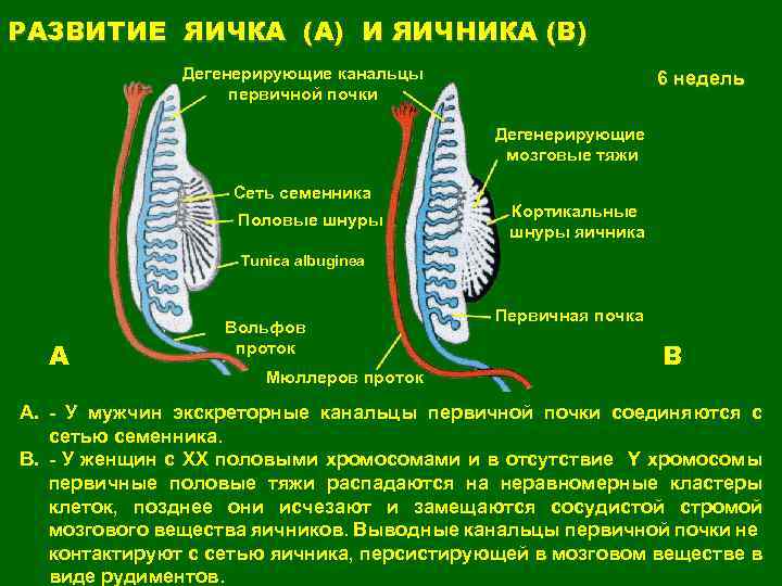 РАЗВИТИЕ ЯИЧКА (A) И ЯИЧНИКА (B) Дегенерирующие канальцы первичной почки 6 недель Дегенерирующие мозговые
