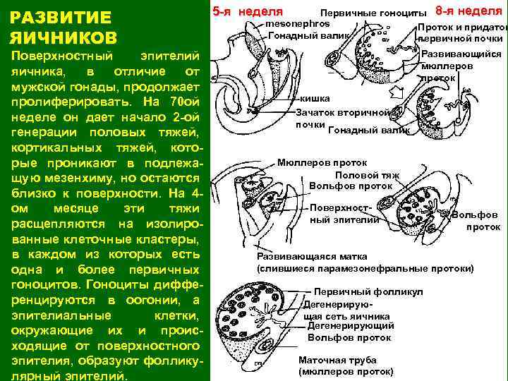 РАЗВИТИЕ ЯИЧНИКОВ Поверхностный эпителий яичника, в отличие от мужской гонады, продолжает пролиферировать. На 70