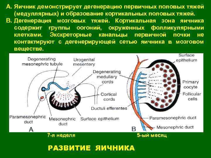 A. Яичник демонстрирует дегенерацию первичных половых тяжей (медуллярных) и образование кортикальных половых тяжей. B.