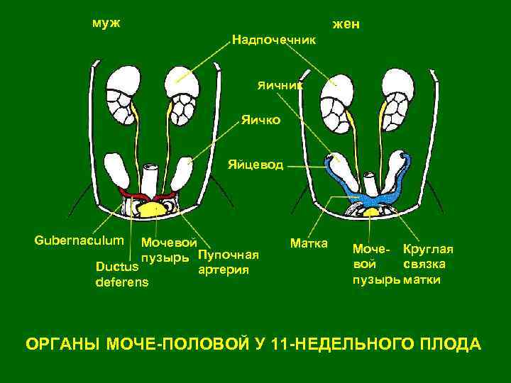 муж жен Надпочечник Яичко Яйцевод Gubernaculum Мочевой пузырь Пупочная Ductus артерия deferens Матка Моче-