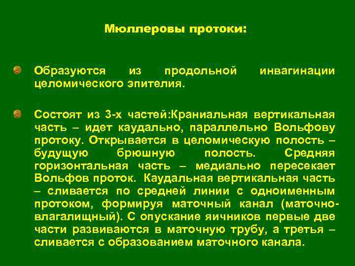 Мюллеровы протоки: Образуются из продольной целомического эпителия. инвагинации Состоят из 3 -х частей: Краниальная