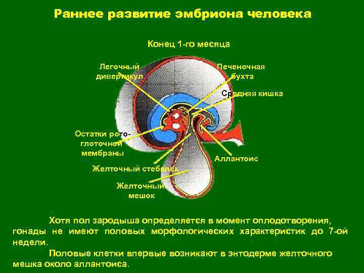 Раннее развитие эмбриона человека Конец 1 -го месяца Легочный дивертикул Печеночная бухта Средняя кишка
