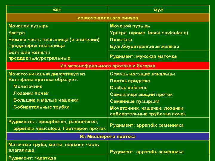 жен муж из моче-полового синуса Мочевой пузырь Уретра Нижняя часть влагалища (и эпителий) Преддверье